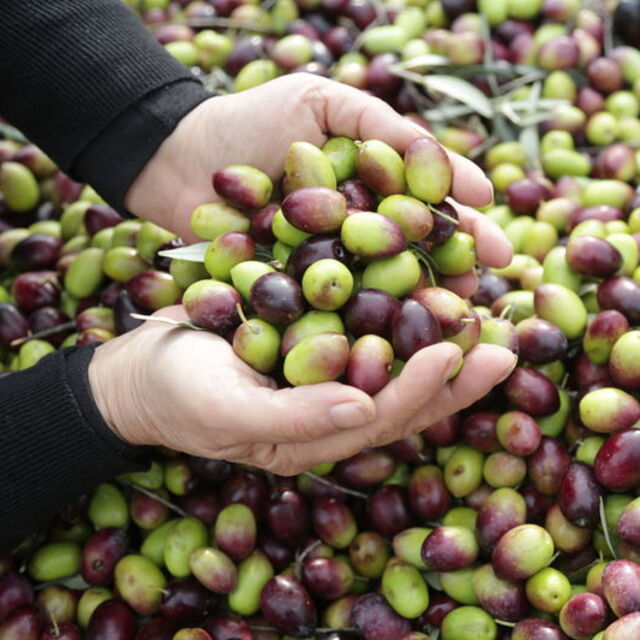  Milas yağlı zeytini AB'de coğrafi işaret tescili aldı