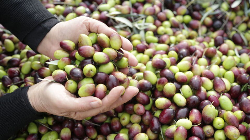 Milas yağlı zeytini AB'de coğrafi işaret tescili aldı
