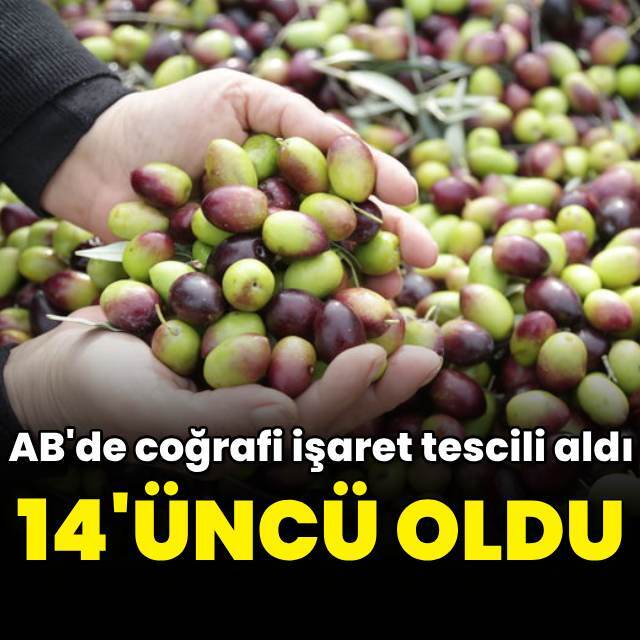 Milas yağlı zeytini AB'de coğrafi işaret tescili aldı