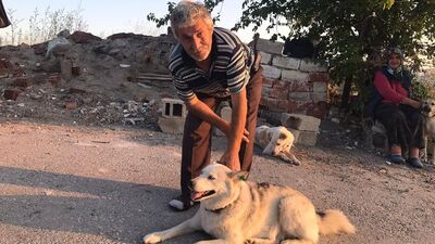 Sokak köpeklerini besliyordu! Başından vuruldu!