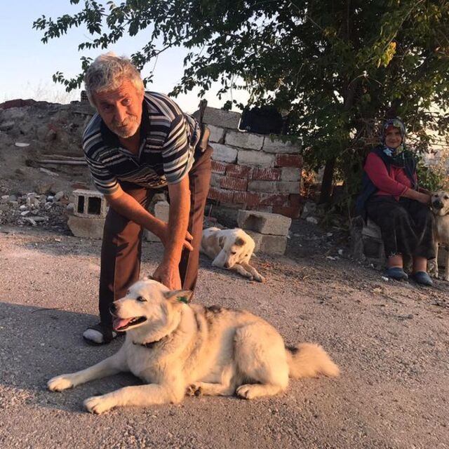  Sokak köpeklerini besliyordu! Başından vuruldu!