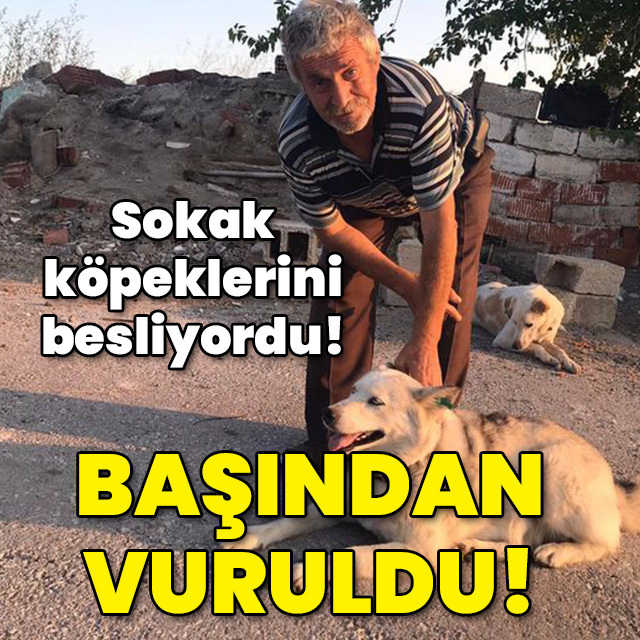 Sokak köpeklerini besliyordu! Başından vuruldu!