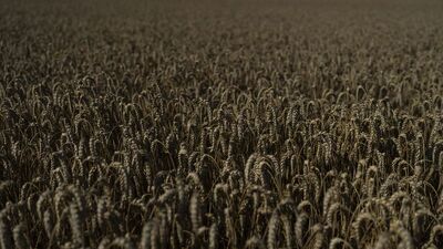 "BM liderinden Putin'e 'tahıl' teklifi" iddiası