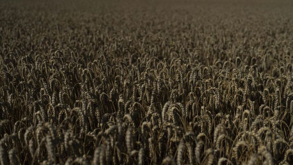 "BM liderinden Putin'e 'tahıl' teklifi" iddiası