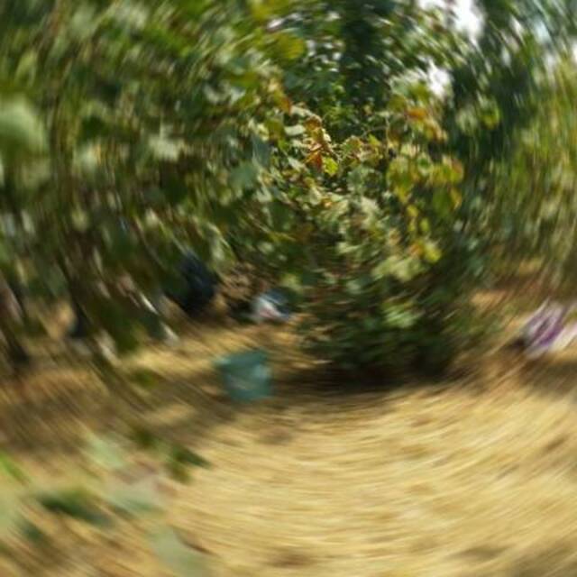 Fındık bahçesinde çalışırken vuruldular