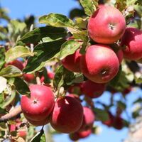 Amasya elması fidanı ne zaman dikilir?