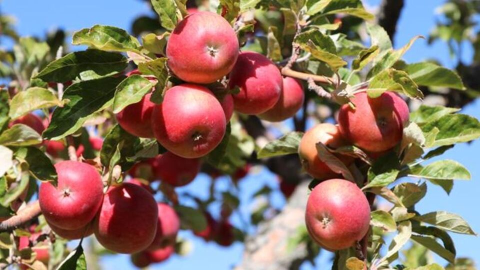 Amasya elması fidanı ne zaman dikilir?