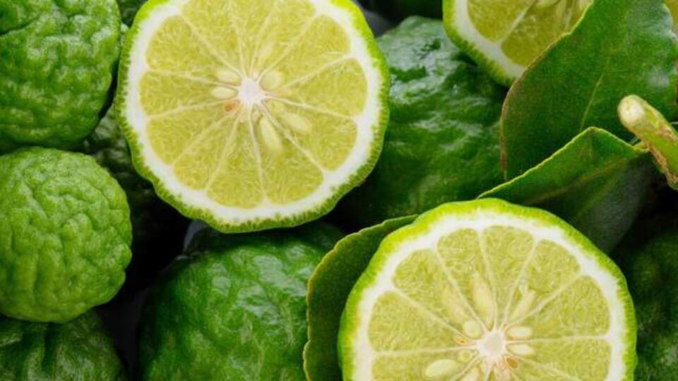 Bergamot fidanı ne zaman dikilir?