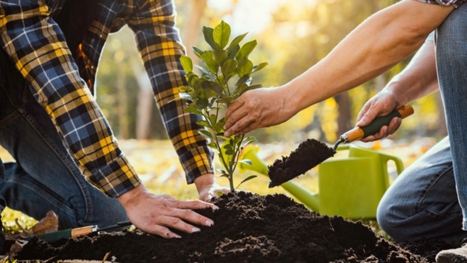 Beyaz elma fidanı ne zaman dikilir?