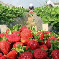 Çilek yetiştiriciliği ve püf noktaları