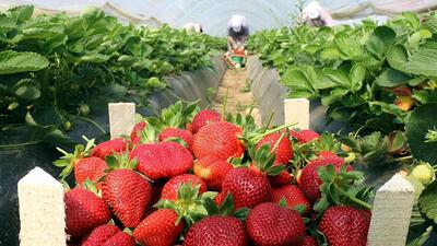 Çilek yetiştiriciliği ve püf noktaları