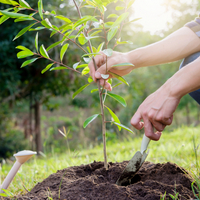 Çin kavağı fidanı ne zaman dikilir?