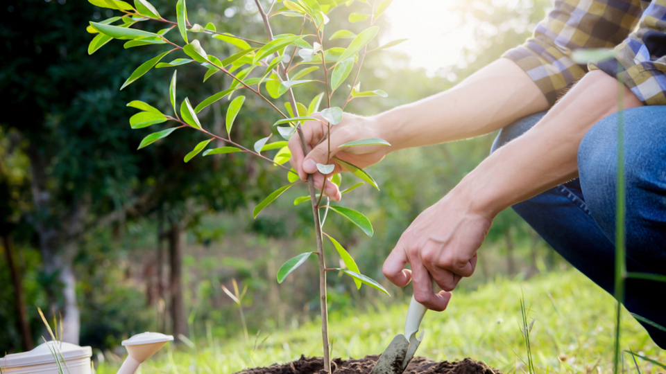 Çin kavağı fidanı ne zaman dikilir?
