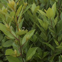 Defne ağacı fidanı ne zaman dikilir?