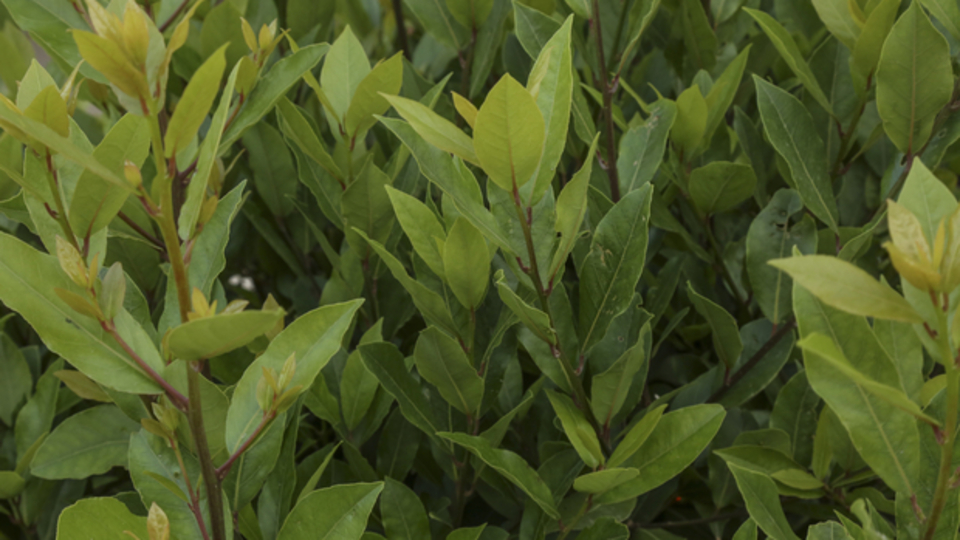 Defne ağacı fidanı ne zaman dikilir?