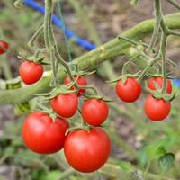 Domates yetiştiriciliği ve püf noktaları