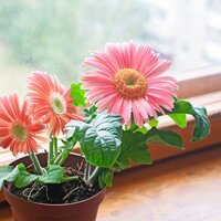 Gerbera yetiştiriciliği ve püf noktaları
