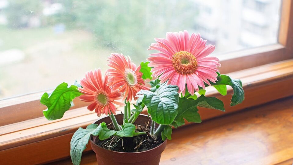 Gerbera yetiştiriciliği ve püf noktaları