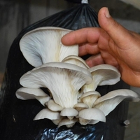 İstiridye mantarı yetiştiriciliği