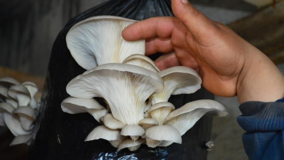 İstiridye mantarı yetiştiriciliği