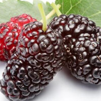 Karadut fidanı ne zaman dikilir?