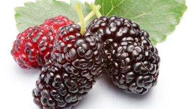 Karadut fidanı ne zaman dikilir?