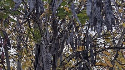 Keçiboynuzu yetiştiriciliği