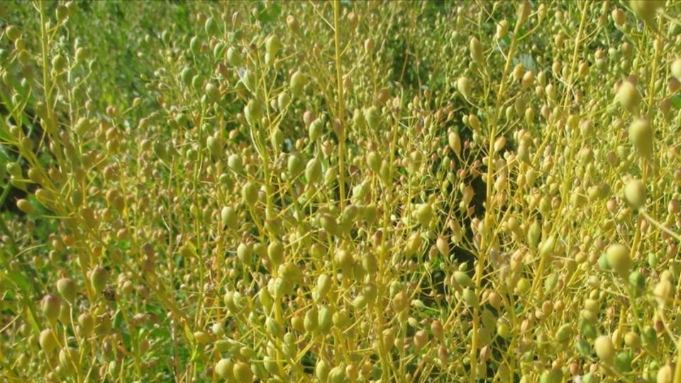 Ketencik yetiştiriciliği