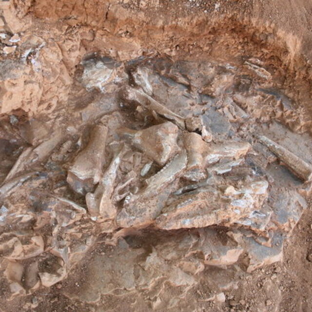  Denizli'de 9 milyon yıllık keşif!