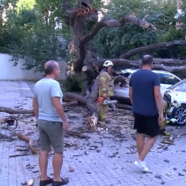  Aracın üstüne devrilen ağaç 51 daireyi icralık etti