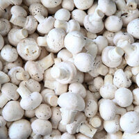 Kültür mantarı yetiştiriciliği ve püf noktaları