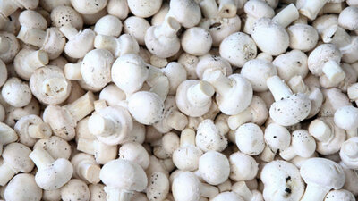 Kültür mantarı yetiştiriciliği ve püf noktaları