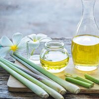 Limon otu yetiştiriciliği