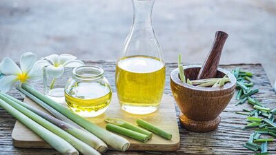 Limon otu yetiştiriciliği