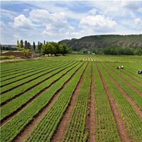 Limon servi fidanı ne zaman dikilir?