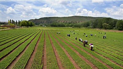 Limon servi fidanı ne zaman dikilir?