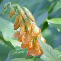 Mürdümük yetiştiriciliği ve püf noktaları