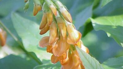 Mürdümük yetiştiriciliği ve püf noktaları