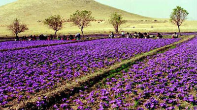Safran yetiştiriciliği ve püf noktaları