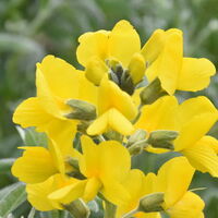 Sarı çiçekli gazal boynuzu yetiştiriciliği