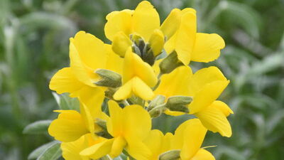 Sarı çiçekli gazal boynuzu yetiştiriciliği