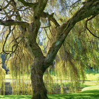 Salkım söğüt fidanı ne zaman dikilir?