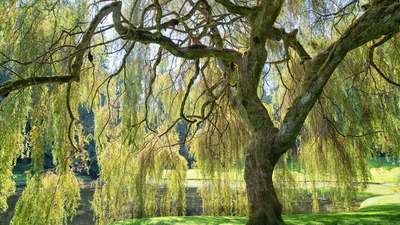 Salkım söğüt fidanı ne zaman dikilir?