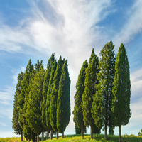 Servi ağacı fidanı ne zaman dikilir?