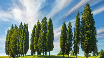 Servi ağacı fidanı ne zaman dikilir?