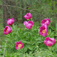 Şakayık fidanı ne zaman dikilir?