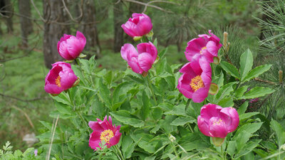 Şakayık fidanı ne zaman dikilir?