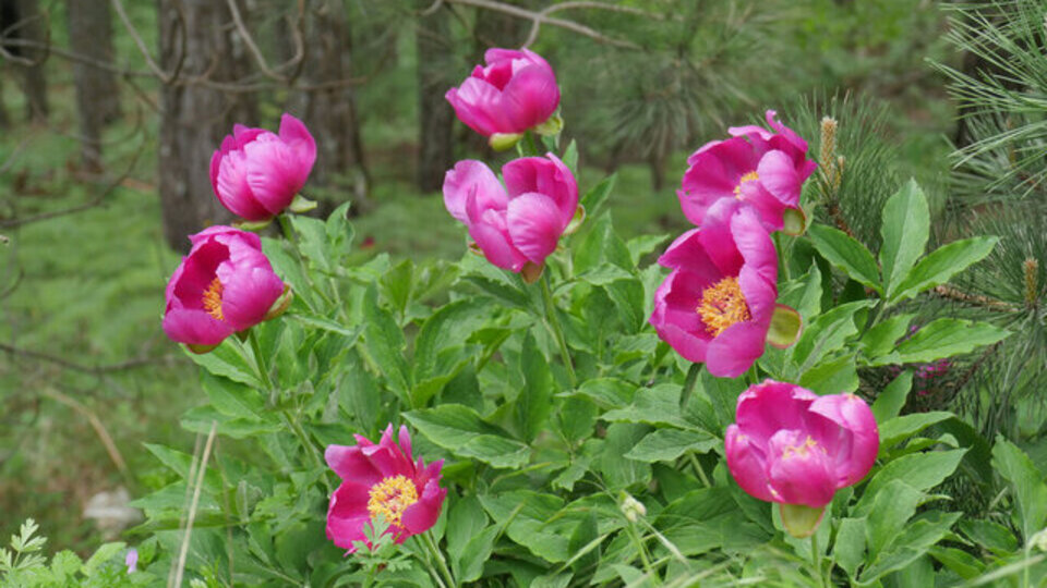 Şakayık fidanı ne zaman dikilir?