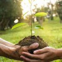 Tüplü meyve fidanı ne zaman dikilir?