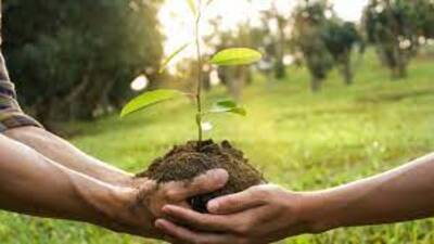 Tüplü meyve fidanı ne zaman dikilir?